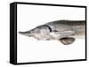 A Fresh Sturgeon-Ulrike Koeb-Framed Stretched Canvas