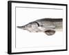 A Fresh Sturgeon-Ulrike Koeb-Framed Photographic Print