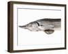 A Fresh Sturgeon-Ulrike Koeb-Framed Photographic Print