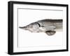 A Fresh Sturgeon-Ulrike Koeb-Framed Photographic Print