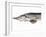 A Fresh Sturgeon-Ulrike Koeb-Framed Photographic Print