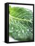A Freshly Washed Savoy Cabbage Leaf-null-Framed Stretched Canvas