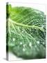 A Freshly Washed Savoy Cabbage Leaf-null-Stretched Canvas