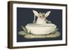 A Frog Eating a Fly-null-Framed Giclee Print