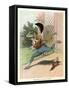 A Frog He Would a Wooing Go, Children's Book Illustration-null-Framed Stretched Canvas