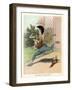 A Frog He Would a Wooing Go, Children's Book Illustration-null-Framed Giclee Print