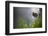 A Frog Soaks Up Some Water after Heavy Rains in the Alpine Lakes Wilderness in the North Cascades-Ben Herndon-Framed Photographic Print