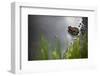 A Frog Soaks Up Some Water after Heavy Rains in the Alpine Lakes Wilderness in the North Cascades-Ben Herndon-Framed Photographic Print