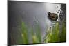 A Frog Soaks Up Some Water after Heavy Rains in the Alpine Lakes Wilderness in the North Cascades-Ben Herndon-Mounted Photographic Print