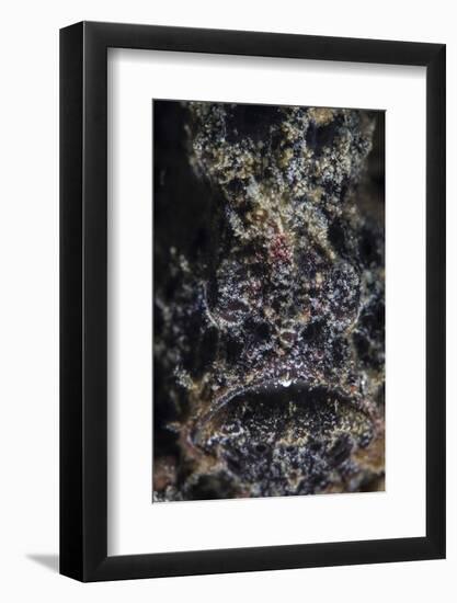 A Frogfish Uses its Effective Camouflage to Blend into its Surroundings-Stocktrek Images-Framed Photographic Print