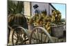 A Fruit Trader, Taboga Island, Panama, Early 20th Century-null-Mounted Premium Giclee Print