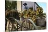 A Fruit Trader, Taboga Island, Panama, Early 20th Century-null-Stretched Canvas