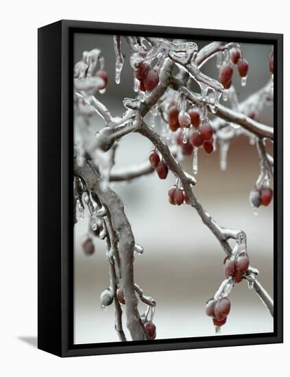 A Fruit Tree is Covered in Ice Monday, January 15, 2007-Al Maglio-Framed Stretched Canvas