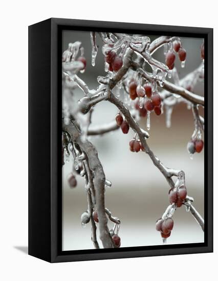 A Fruit Tree is Covered in Ice Monday, January 15, 2007-Al Maglio-Framed Stretched Canvas