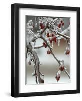 A Fruit Tree is Covered in Ice Monday, January 15, 2007-Al Maglio-Framed Premium Photographic Print