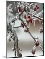 A Fruit Tree is Covered in Ice Monday, January 15, 2007-Al Maglio-Mounted Photographic Print