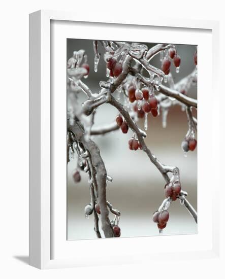 A Fruit Tree is Covered in Ice Monday, January 15, 2007-Al Maglio-Framed Photographic Print