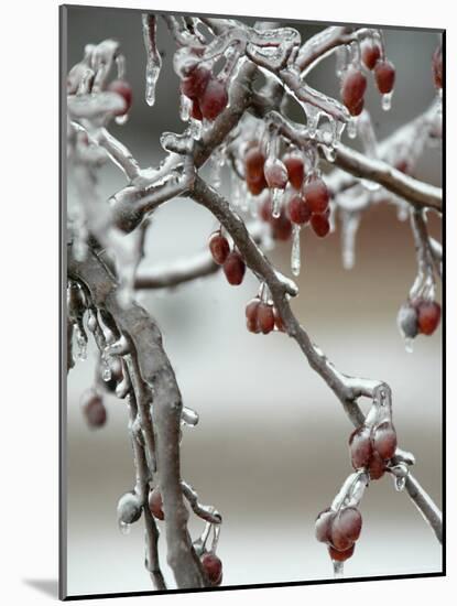 A Fruit Tree is Covered in Ice Monday, January 15, 2007-Al Maglio-Mounted Photographic Print