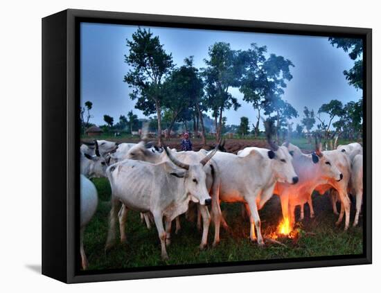 A Fulani Nomad Herds Cattle at Dusk in Abuja, Nigeria-null-Framed Stretched Canvas