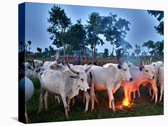 A Fulani Nomad Herds Cattle at Dusk in Abuja, Nigeria-null-Stretched Canvas
