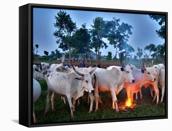 A Fulani Nomad Herds Cattle at Dusk in Abuja, Nigeria-null-Framed Stretched Canvas