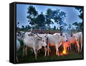 A Fulani Nomad Herds Cattle at Dusk in Abuja, Nigeria-null-Framed Stretched Canvas