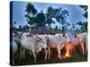 A Fulani Nomad Herds Cattle at Dusk in Abuja, Nigeria-null-Stretched Canvas