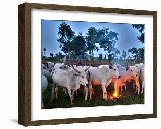 A Fulani Nomad Herds Cattle at Dusk in Abuja, Nigeria-null-Framed Photographic Print