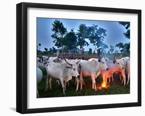 A Fulani Nomad Herds Cattle at Dusk in Abuja, Nigeria-null-Framed Photographic Print