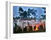 A Fulani Nomad Herds Cattle at Dusk in Abuja, Nigeria-null-Framed Photographic Print