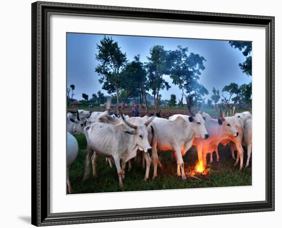 A Fulani Nomad Herds Cattle at Dusk in Abuja, Nigeria-null-Framed Photographic Print