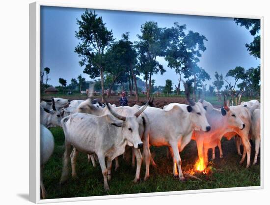 A Fulani Nomad Herds Cattle at Dusk in Abuja, Nigeria-null-Framed Photographic Print