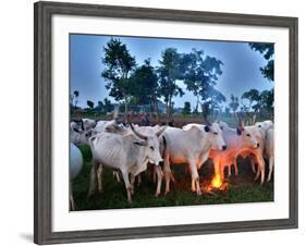 A Fulani Nomad Herds Cattle at Dusk in Abuja, Nigeria-null-Framed Photographic Print