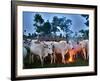 A Fulani Nomad Herds Cattle at Dusk in Abuja, Nigeria-null-Framed Photographic Print