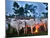 A Fulani Nomad Herds Cattle at Dusk in Abuja, Nigeria-null-Mounted Photographic Print