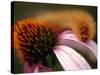 A Fuzzy Caterpillar Inches Along the Top of a Purple Coneflower-null-Stretched Canvas