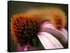 A Fuzzy Caterpillar Inches Along the Top of a Purple Coneflower-null-Framed Stretched Canvas