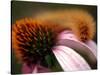 A Fuzzy Caterpillar Inches Along the Top of a Purple Coneflower-null-Stretched Canvas