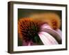 A Fuzzy Caterpillar Inches Along the Top of a Purple Coneflower-null-Framed Premium Photographic Print