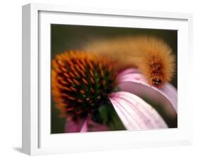 A Fuzzy Caterpillar Inches Along the Top of a Purple Coneflower-null-Framed Premium Photographic Print
