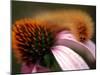 A Fuzzy Caterpillar Inches Along the Top of a Purple Coneflower-null-Mounted Premium Photographic Print
