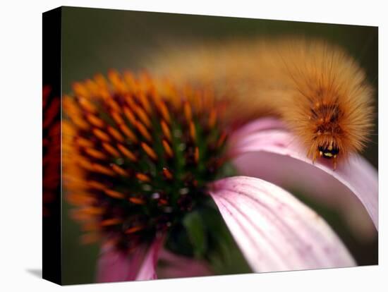 A Fuzzy Caterpillar Inches Along the Top of a Purple Coneflower-null-Stretched Canvas