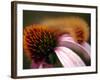 A Fuzzy Caterpillar Inches Along the Top of a Purple Coneflower-null-Framed Photographic Print