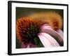 A Fuzzy Caterpillar Inches Along the Top of a Purple Coneflower-null-Framed Photographic Print