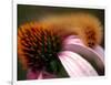 A Fuzzy Caterpillar Inches Along the Top of a Purple Coneflower-null-Framed Photographic Print