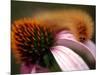 A Fuzzy Caterpillar Inches Along the Top of a Purple Coneflower-null-Mounted Photographic Print