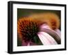 A Fuzzy Caterpillar Inches Along the Top of a Purple Coneflower-null-Framed Photographic Print