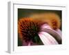 A Fuzzy Caterpillar Inches Along the Top of a Purple Coneflower-null-Framed Photographic Print