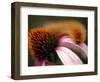 A Fuzzy Caterpillar Inches Along the Top of a Purple Coneflower-null-Framed Photographic Print