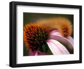 A Fuzzy Caterpillar Inches Along the Top of a Purple Coneflower-null-Framed Photographic Print